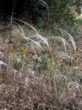 Stipa lithophila