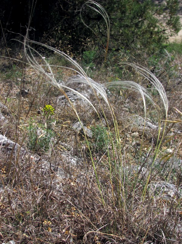 Изображение особи Stipa lithophila.