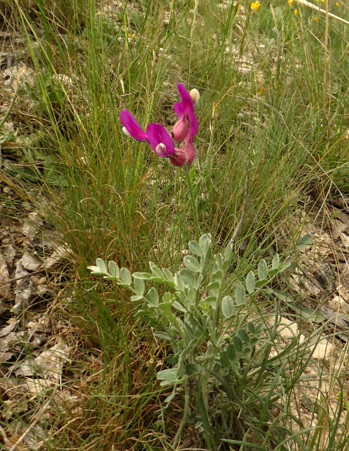 Изображение особи Astragalus vesicarius var. albidus.