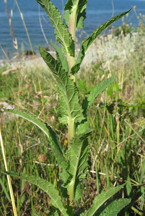 Image of Verbascum blattaria specimen.