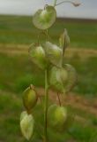 Sameraria cardiocarpa. Верхняя часть побега с плодами. Ростовская обл., Орловский р-н, окр. пос. Маныч, северный склон берега оз. Грузское. 28.04.2014.