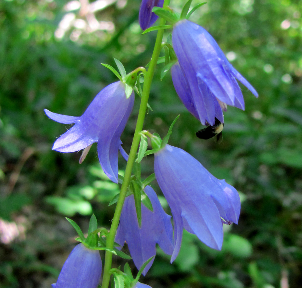 Image of Campanula rapunculoides specimen.
