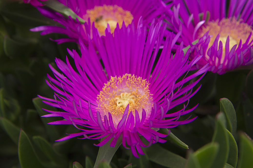 Image of Carpobrotus acinaciformis specimen.