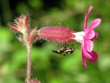 Melandrium dioicum. Цветок с кормящимся клопом. Украина, Львовская обл., Дрогобычский р-н, г. Трускавец, Помярки, лес, возле тропы. 03.06.2014.