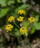 Pastinaca aurantiaca