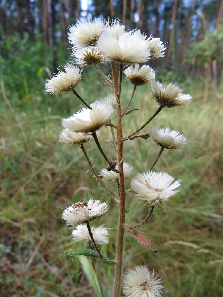 Изображение особи Erigeron acris.