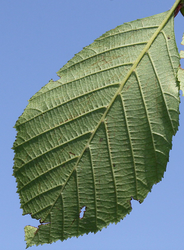 Изображение особи Alnus incana ssp. rugosa.