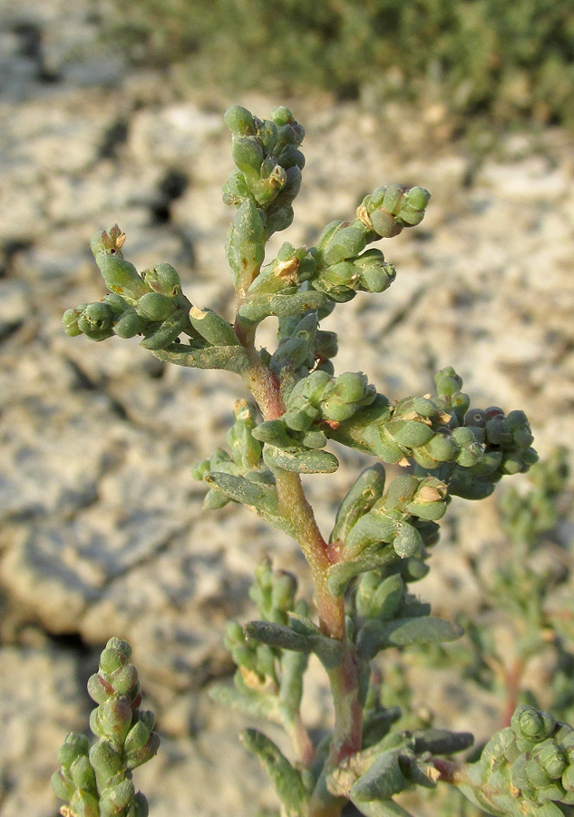 Image of Petrosimonia oppositifolia specimen.