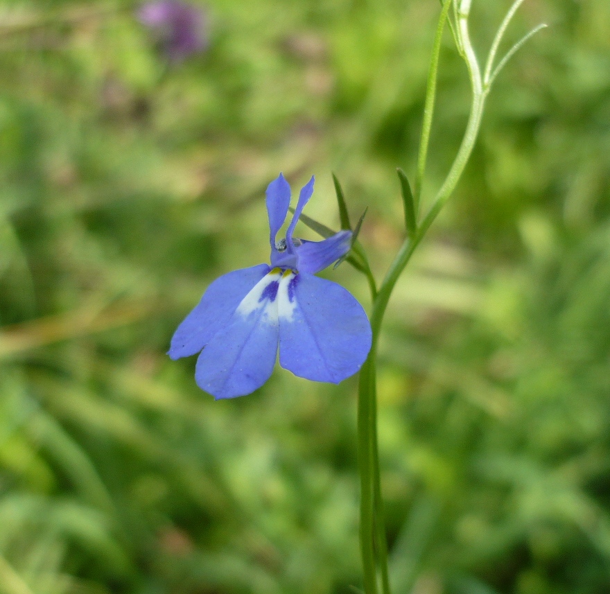 Image of Lobelia erinus specimen.
