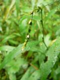 Persicaria hydropiper