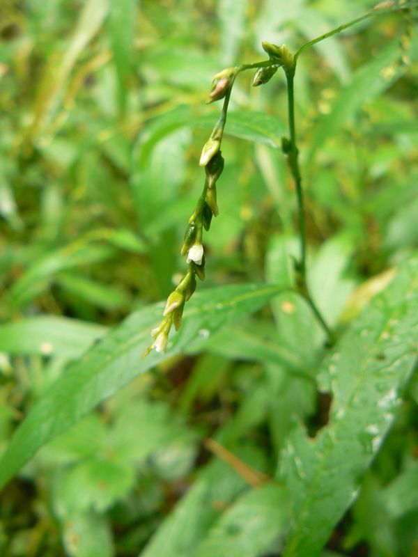 Image of Persicaria hydropiper specimen.