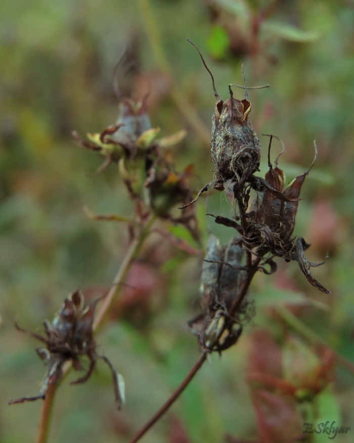 Изображение особи Hypericum perforatum.