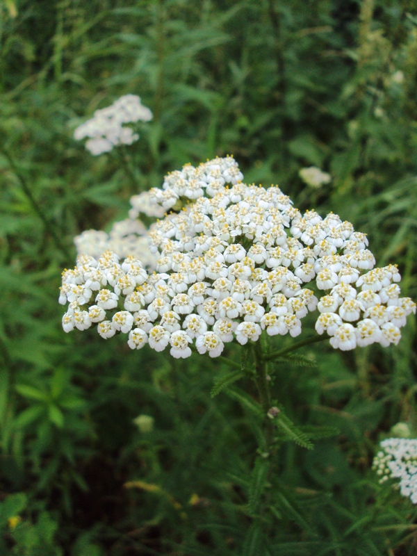 Image of Achillea millefolium specimen.