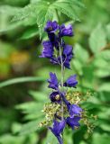 Delphinium elatum. Верхушка соцветия с сидящей улиткой. Республика Коми, Печоро-Илычский заповедник, долина реки Ыджыд-Ляга. 17.08.2014.