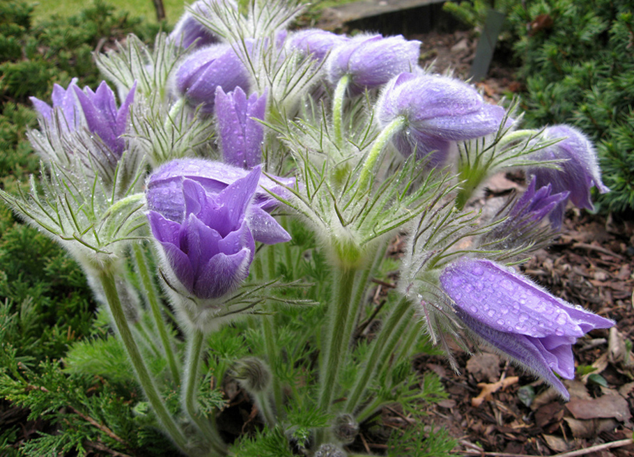 Изображение особи род Pulsatilla.