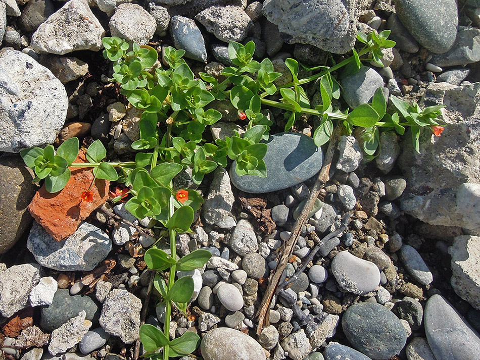 Изображение особи Anagallis arvensis.