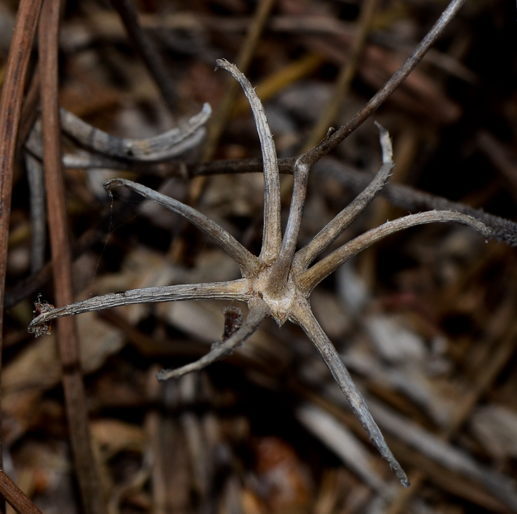 Image of Rhagadiolus edulis specimen.