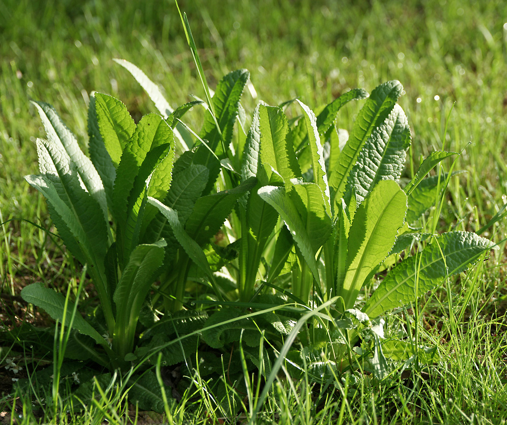 Изображение особи Dipsacus fullonum.