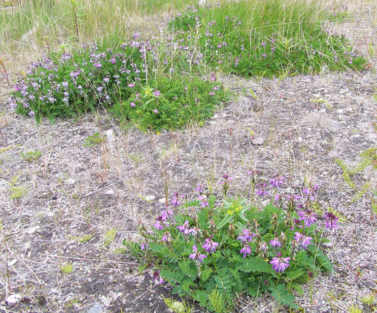 Изображение особи Astragalus subpolaris.