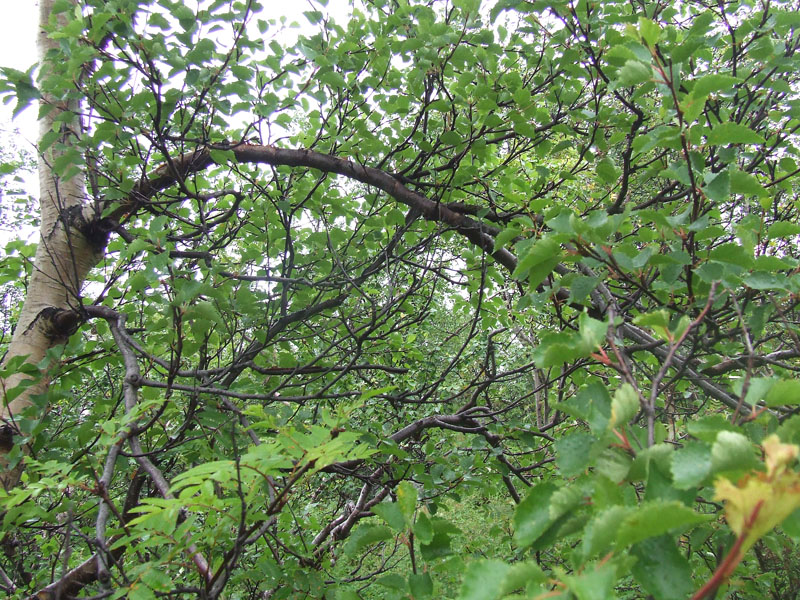 Image of Betula czerepanovii specimen.