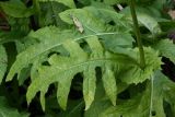 Cirsium oleraceum