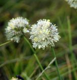 Allium tuvinicum. Соцветие. Юг Красноярского края, окр. г. Минусинск. 16.08.2009.