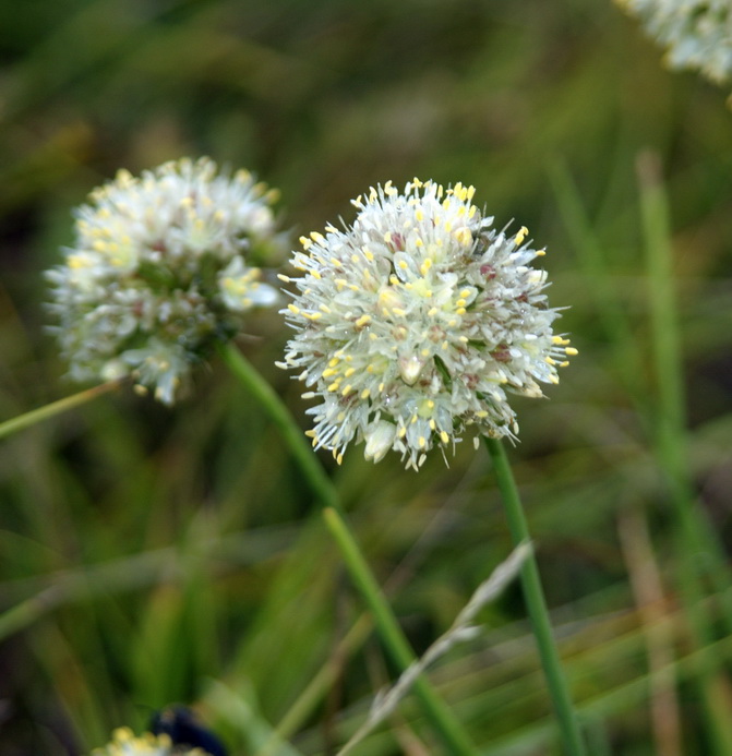 Изображение особи Allium tuvinicum.