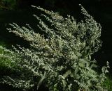 Artemisia stolonifera