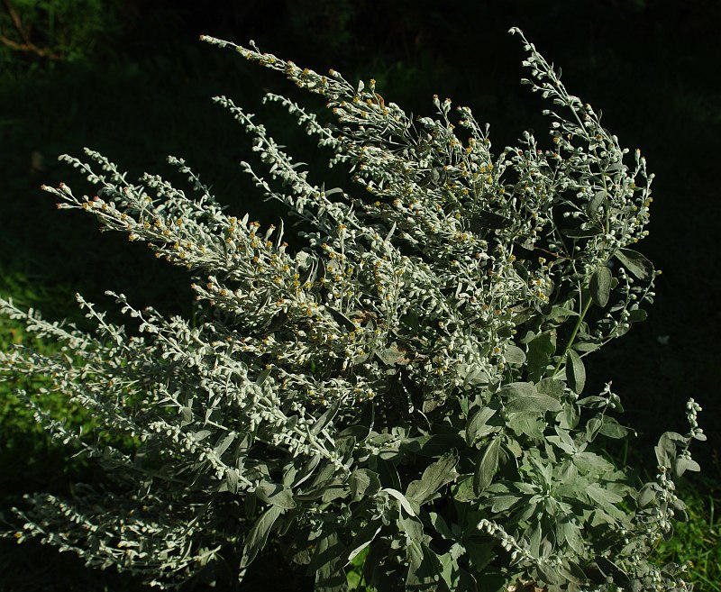 Image of Artemisia stolonifera specimen.