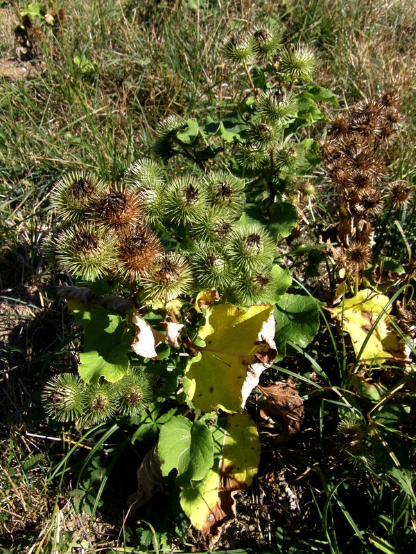 Изображение особи Arctium lappa.