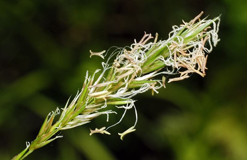 Image of Anthoxanthum odoratum specimen.