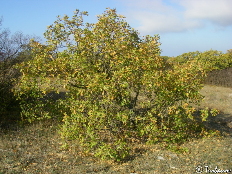 Image of Quercus pubescens specimen.