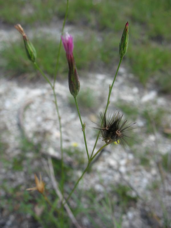 Image of Crupina vulgaris specimen.