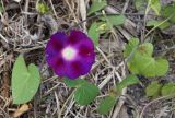 Ipomoea purpurea