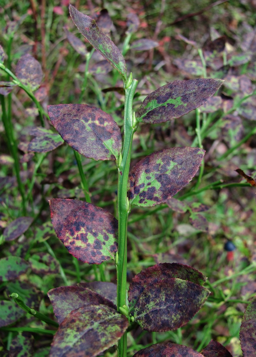 Image of Vaccinium myrtillus specimen.