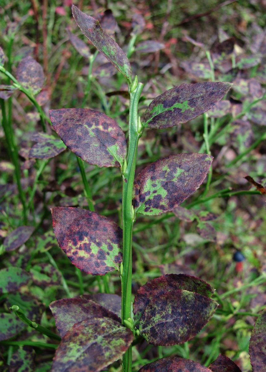 Изображение особи Vaccinium myrtillus.