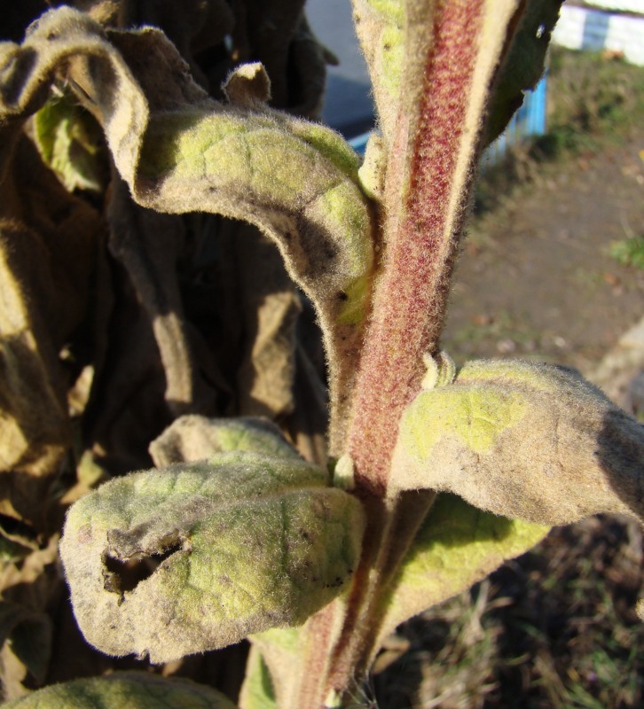 Image of Verbascum thapsus specimen.