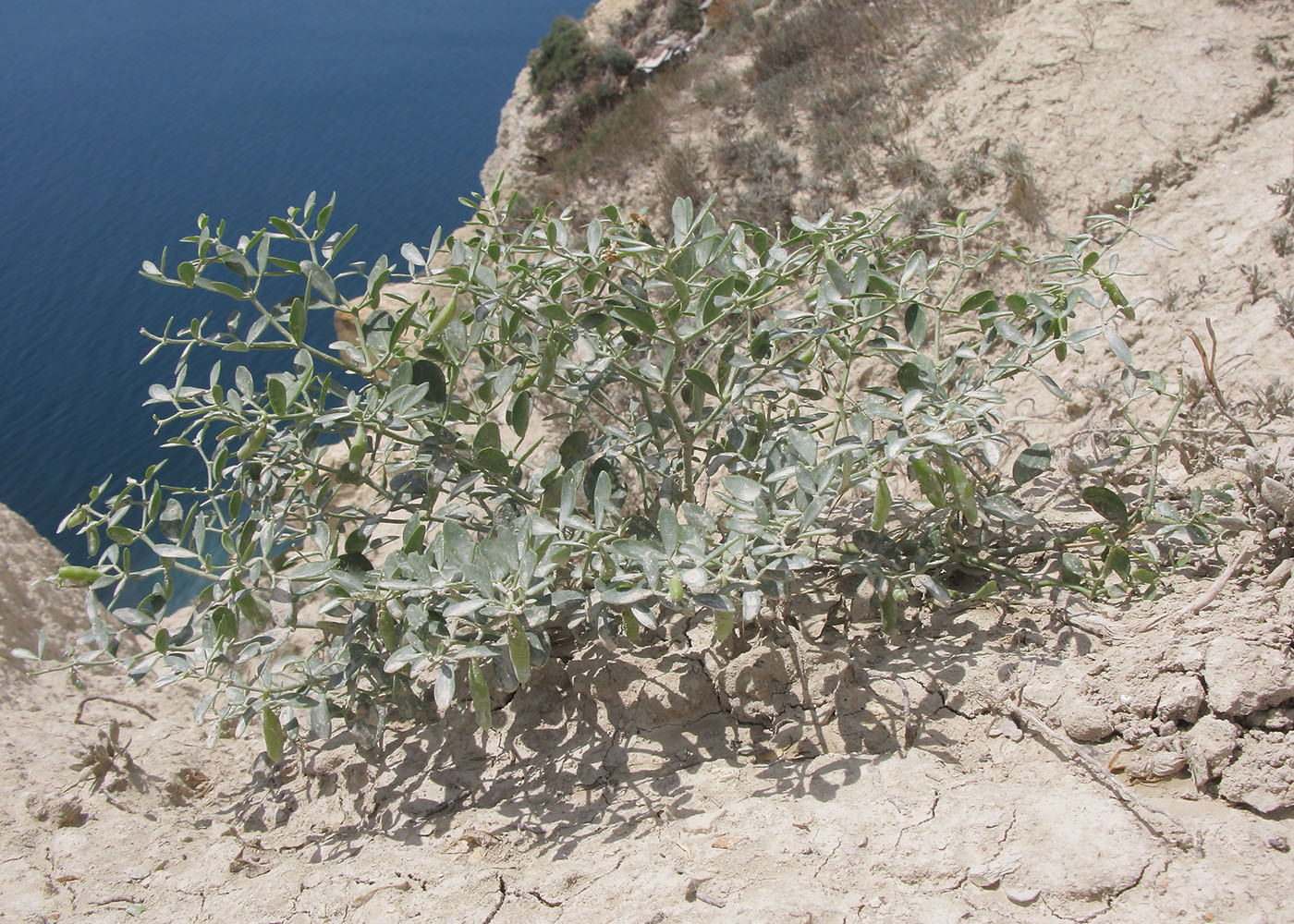 Изображение особи Zygophyllum fabago.