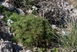 Achillea abrotanoides