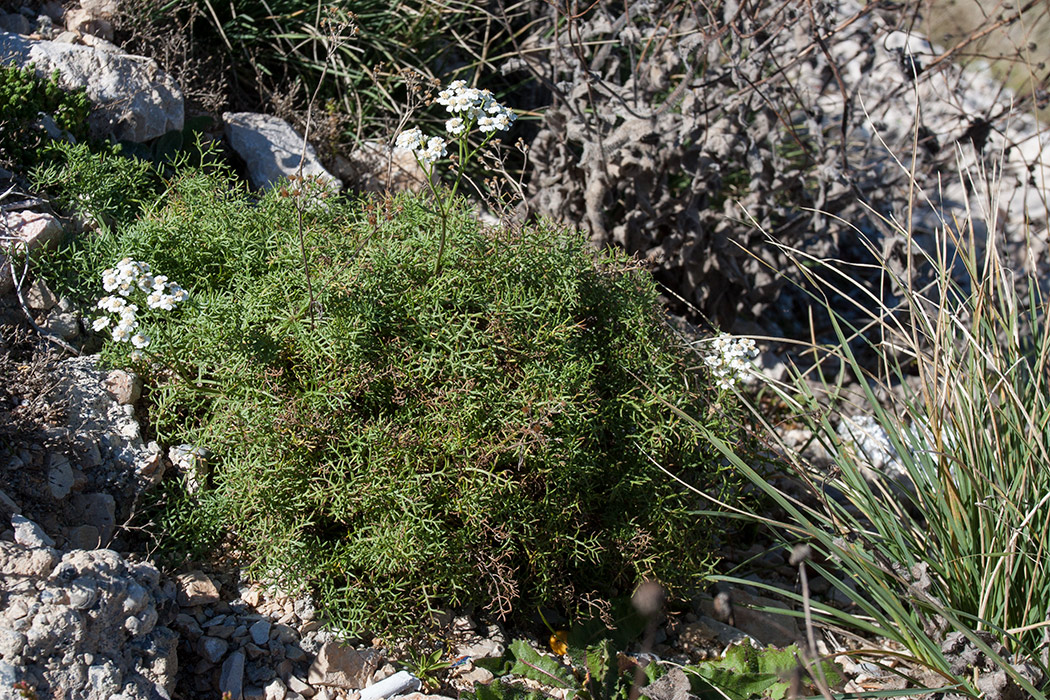 Image of Achillea abrotanoides specimen.