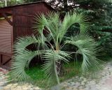 Butia capitata