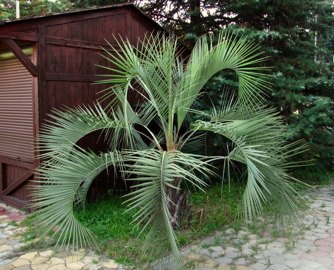 Изображение особи Butia capitata.