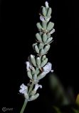 Lavandula angustifolia