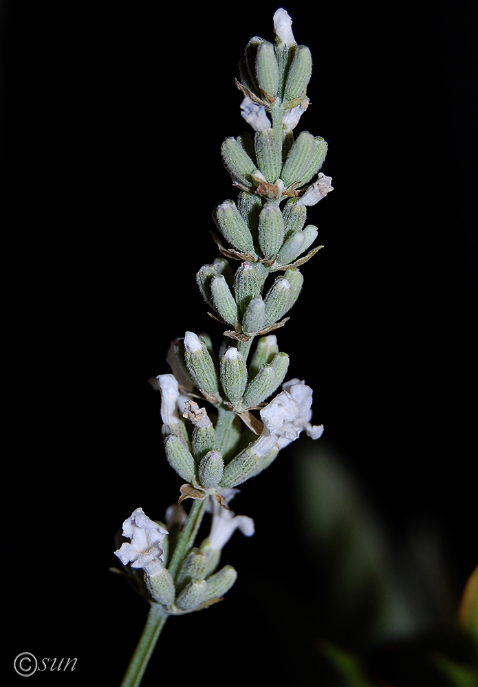 Image of Lavandula angustifolia specimen.