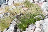 Dianthus superbus