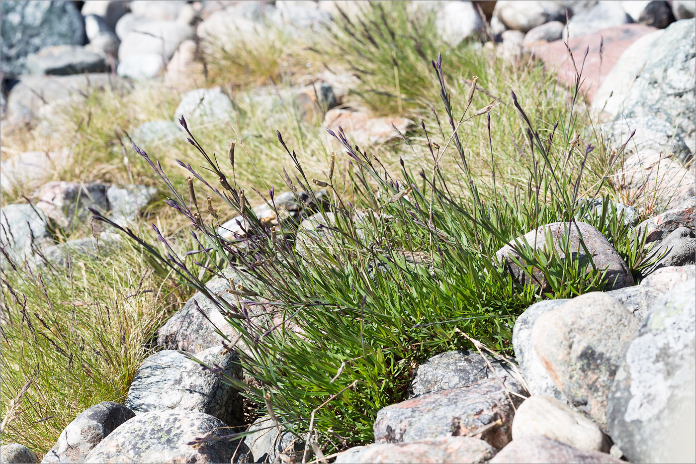 Image of Dianthus superbus specimen.