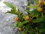 Buxus sempervirens. Ветви плодоносящего кустарника. Франция, Прованс, Альпы Верхнего Прованса, Вердонский каньон, окр. видовой площадки Балкон Мескла, каменистая тропа. 25.07.2014.