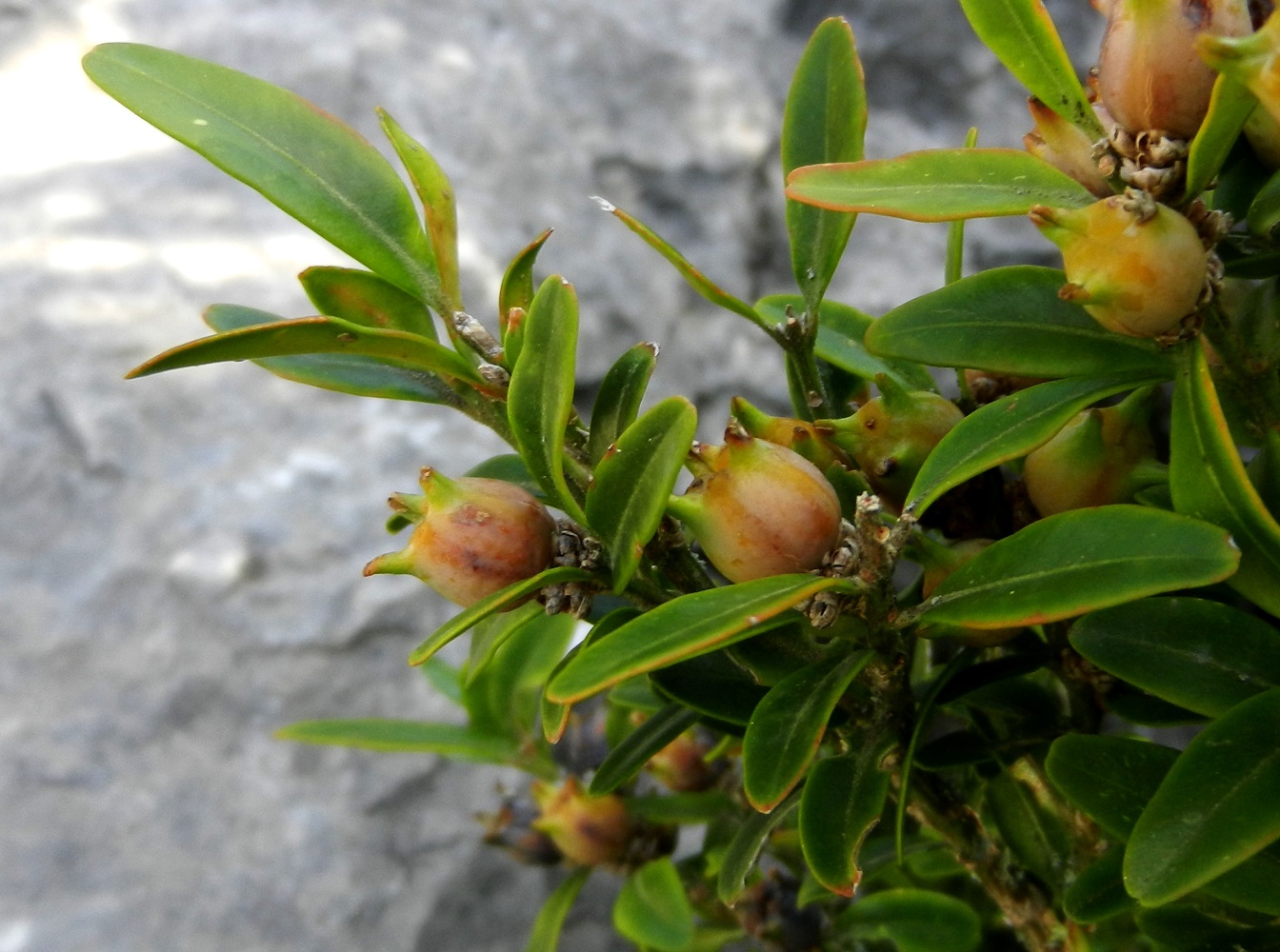 Image of Buxus sempervirens specimen.