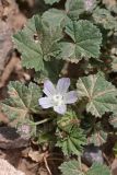 Malva neglecta