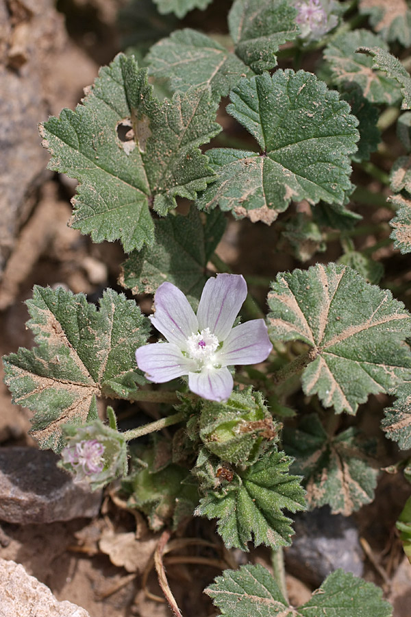 Изображение особи Malva neglecta.